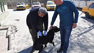 Muhtar sokak köpeklerini sahiplendiriyor
