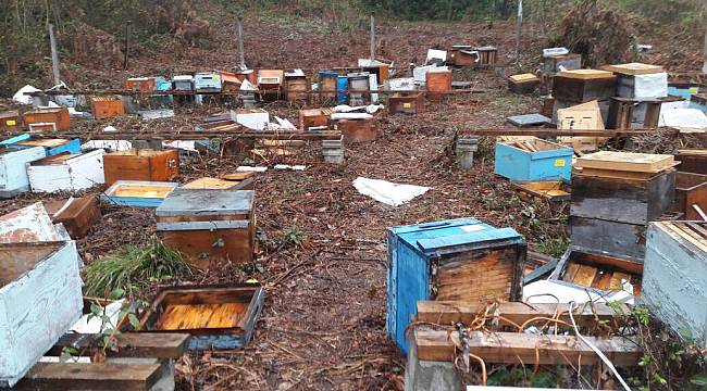 Aç kalan ayı, 100 arı kovanını parçaladı.
