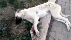 Köpeğe çarpan sürücü yoluna devam etti