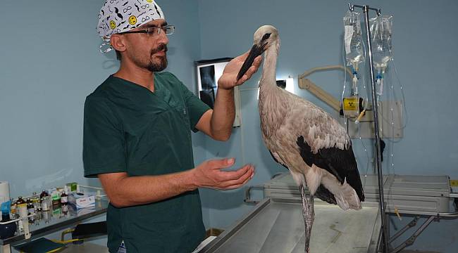 Yaralı leylek tedavi edildi