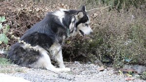 Evinin karşısına tuvaletini yapan köpeği ve sahibini vurdu
