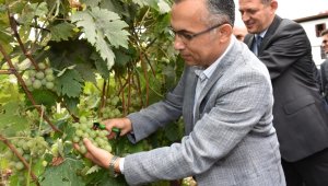 Safranbolu'da Bağbozumu etkinliği