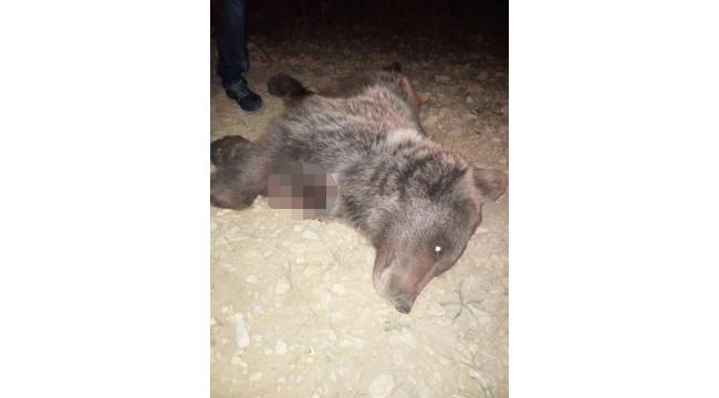 Safranbolu' da yavru ayıyı silahla vurarak öldürdüler