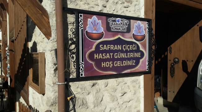 150 Yıllık Konakta Safran Hasadı