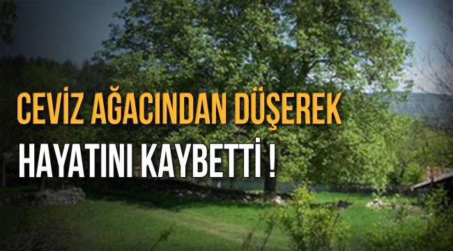 Ceviz Ağacından Düşerek Hayatını Kaybetti!