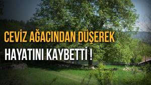 Ceviz Ağacından Düşerek Hayatını Kaybetti!