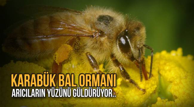 Karabük Bal Ormanı Arıcıların Yüzünü Güldürüyor...