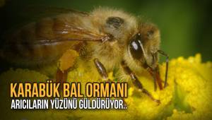 Karabük Bal Ormanı Arıcıların Yüzünü Güldürüyor...