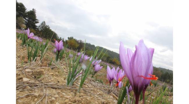 Safranbolu Safranı Yayım Projesi kapsamında 'Tarla Günü' etkinliği düzenlendi