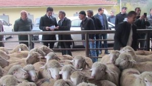 Karabük'te damızlık koç dağıtıldı