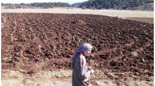 Karabük'te lavanta denemesi