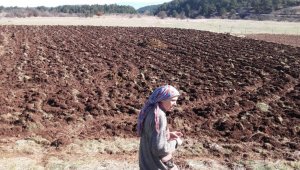 Karabük'te lavanta denemesi