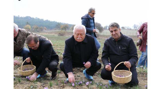 Rektör Polat, Safran hasadı yaptı