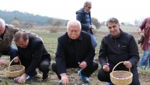 Rektör Polat, Safran hasadı yaptı