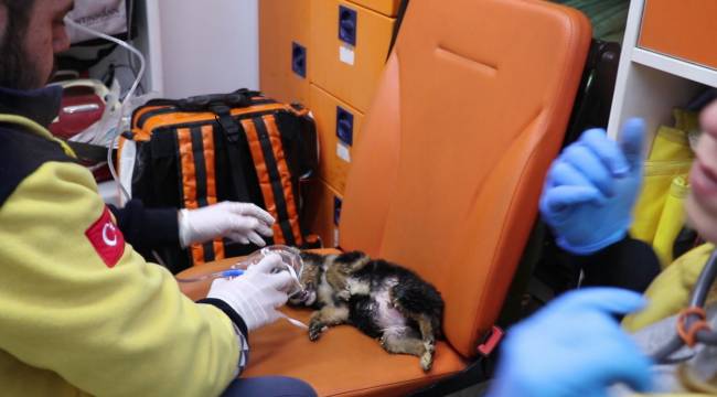 Vatandaştan yavru köpeğe son nefes