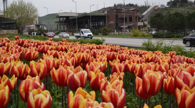 Baharın Habercisi Olan Laleler Açtı