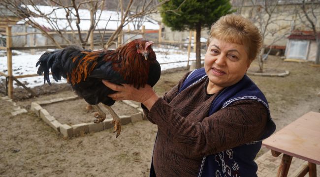 Bahçesinde beslediği tavuk horoza dönüştü