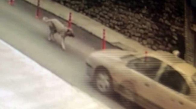 Köpeğe çarpıp kaçan resmi plakalı aracın sürücüsüne soruşturma açıldı