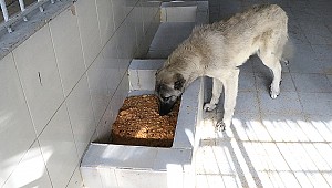 Resmi plakalı araç ezdiği köpeği bırakıp kaçtı