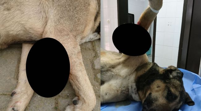 Sokak Köpeğinden 1,5 Kg Tümör Alındı