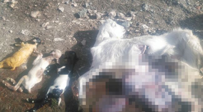 Sürüye, aç kalan kurtlar saldırdı