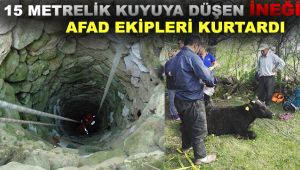 15 metrelik kuyuya düşen ineği AFAD ekipleri kurtardı