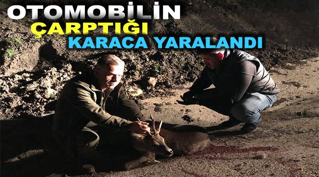 Otomobilin çarptığı karaca yaralandı
