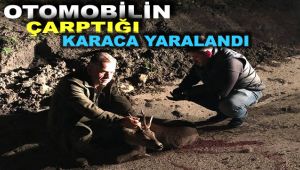 Otomobilin çarptığı karaca yaralandı