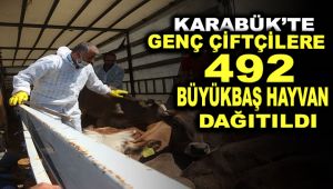 Karabük'te genç çiftçilere 492 büyükbaş hayvan dağıtıldı