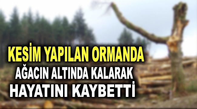 Kesim yapılan ormanda ağacın altında kalarak hayatını kaybetti