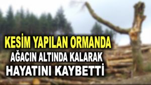 Kesim yapılan ormanda ağacın altında kalarak hayatını kaybetti