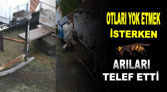 Otları yok etmek için yapılan ilaçlama arıları telef etti