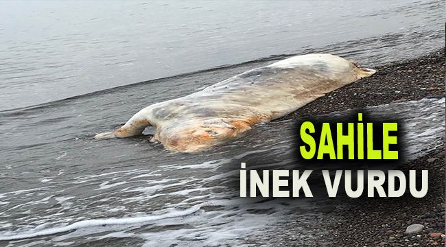 Sahile inek ölüsü vurdu