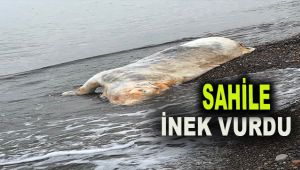 Sahile inek ölüsü vurdu 