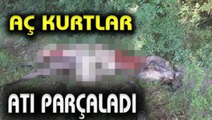 Aç kurtlar atı parçaladı