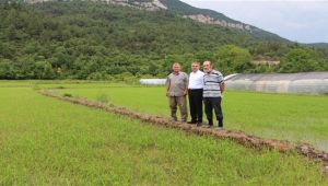 Karabük'te çeltik ekimi başladı