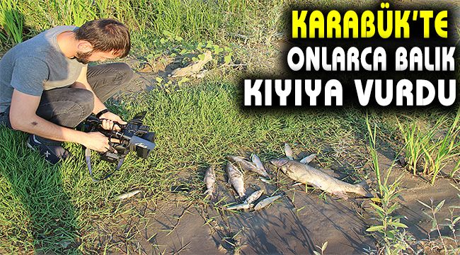 Karabük'te onlarca ölü balık kıyıya vurdu
