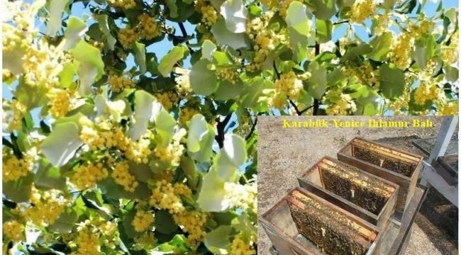 Yenice'de ıhlamur balı üretilecek.