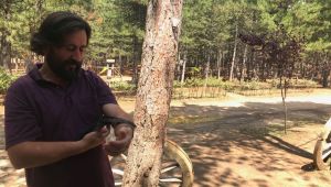 Karabük'ü yurt edinen Ebabil kuşu yetkililere teslim edildi