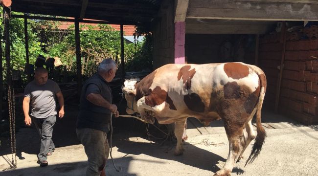400 kiloluk kurbanlık danayı böyle yıktılar