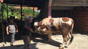 400 kiloluk kurbanlık danayı böyle yıktılar