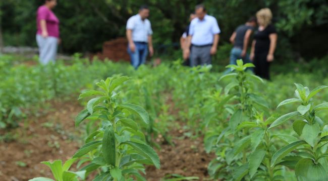 Bartın'da Şeker Otu denemesi