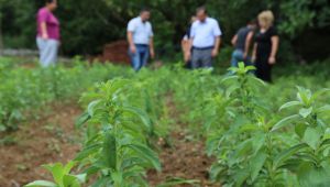Bartın'da Şeker Otu denemesi