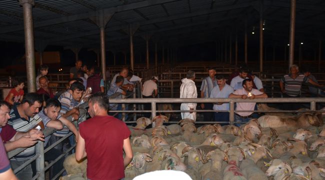 Damızlık koçlar yetiştiricilere teslim edildi