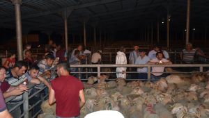 Damızlık koçlar yetiştiricilere teslim edildi