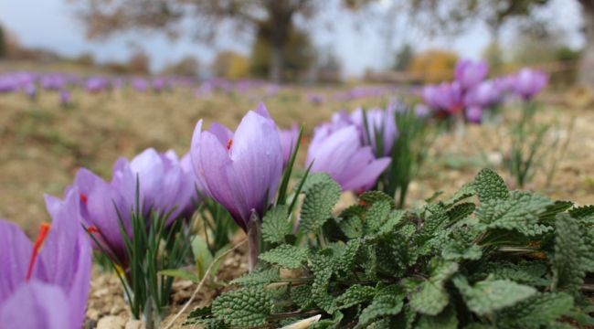 Dünya miras kenti'nin kırmızı altını safran projesi faaliyete geçiyor