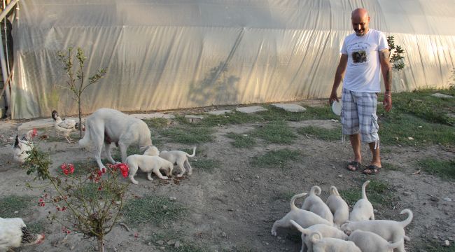 İnsanlardan sıkıldı hobi çiftliği kurdu