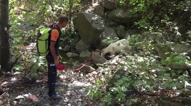 Kayalıklarda mahsur kalan keçiyi AFAD ekipleri kurtardı