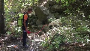 Kayalıklarda mahsur kalan keçiyi AFAD ekipleri kurtardı