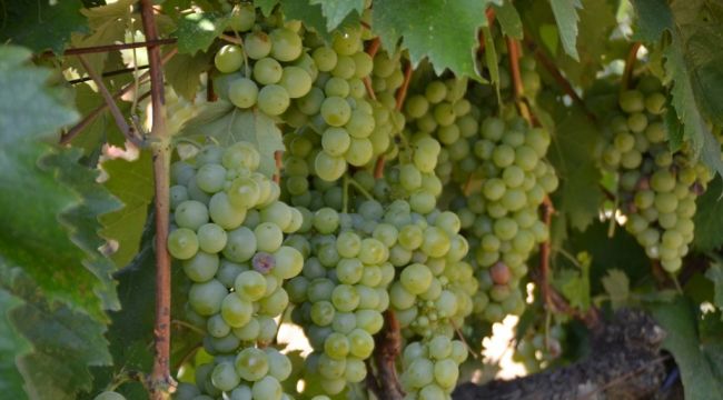 Safranbolu'da çavuş üzümü hasadı başladı
